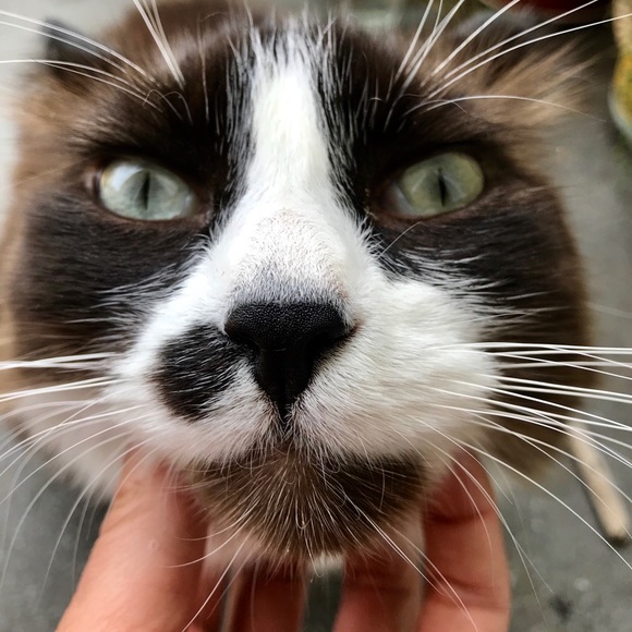 Meet your Posher, Cristina - Picture 14 of 16